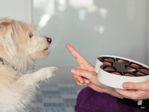 What Happens If a Dog Eats Chocolate?